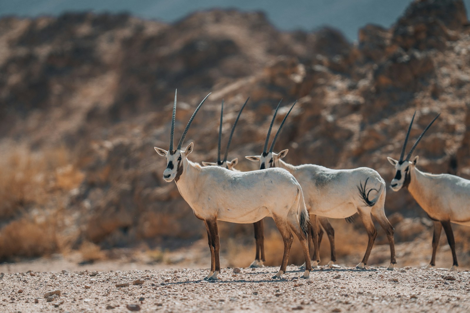 NEOM landscapes · NEOM / Unsplash