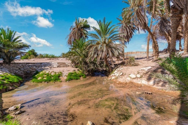Freshwater springs and palms in Maqna