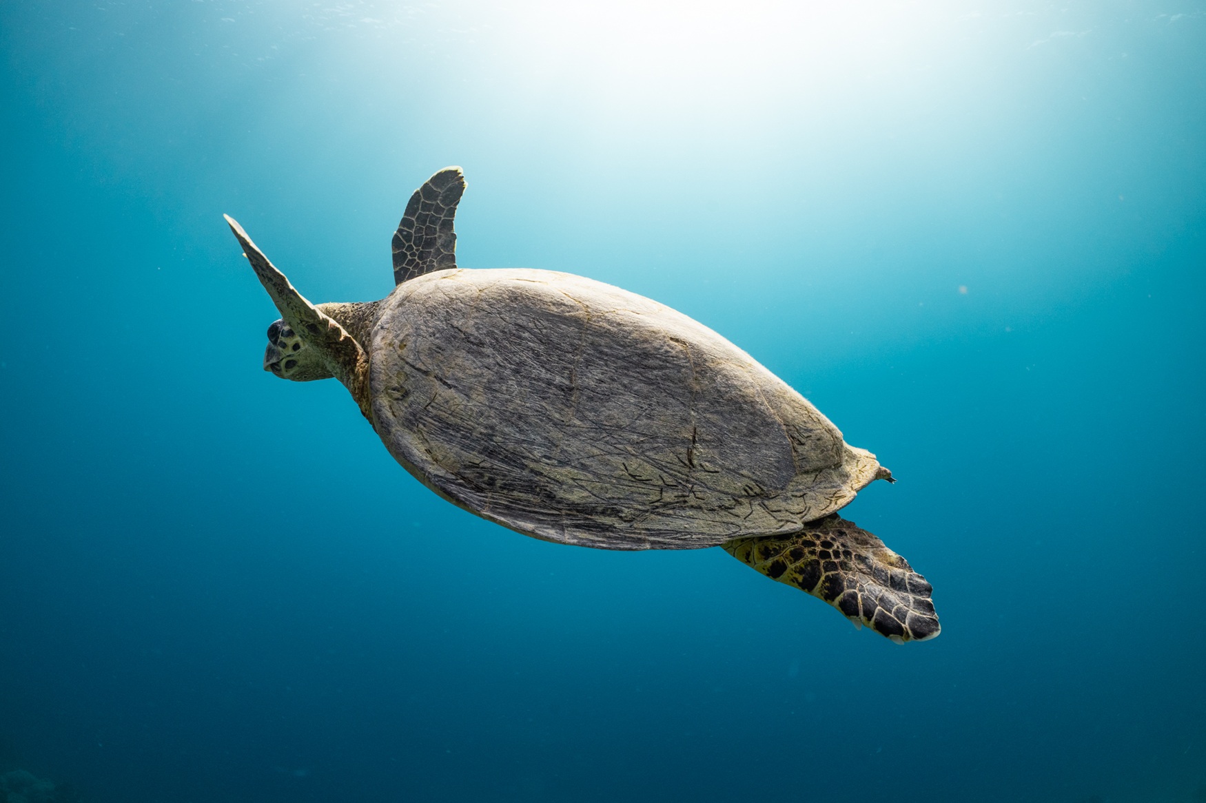 Sea turtle in Sindalah waters