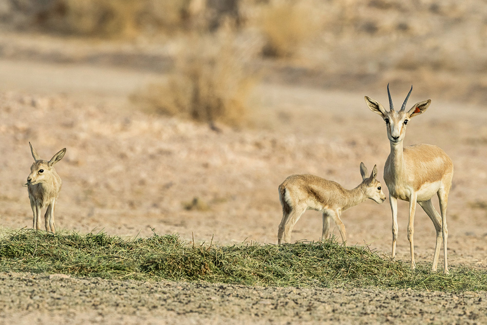 Wildlife reintroduction in NEOM