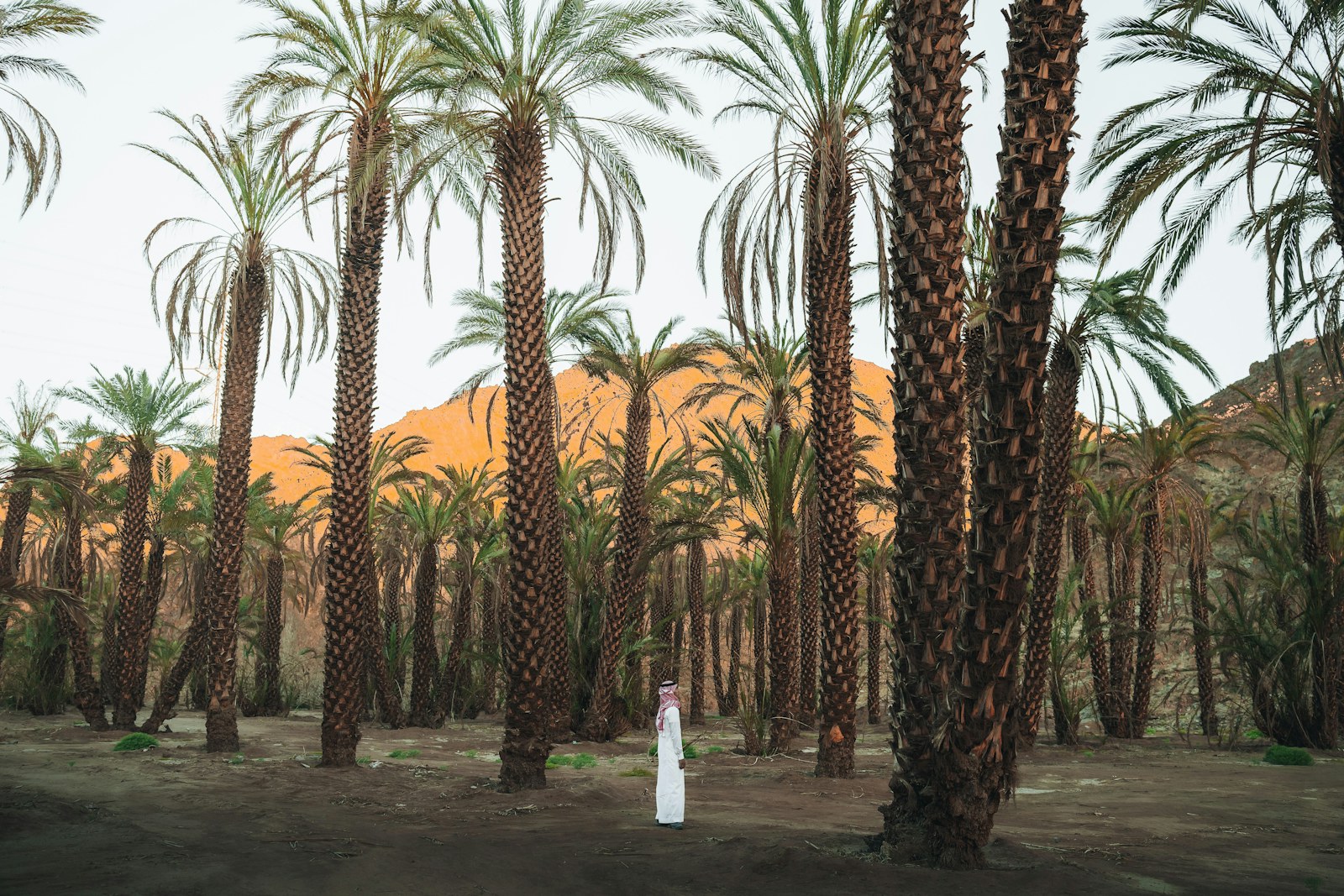 Date palms in Wadi Sharma