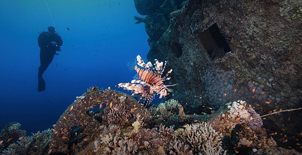 NEOM–KAUST coral conservation initiative
