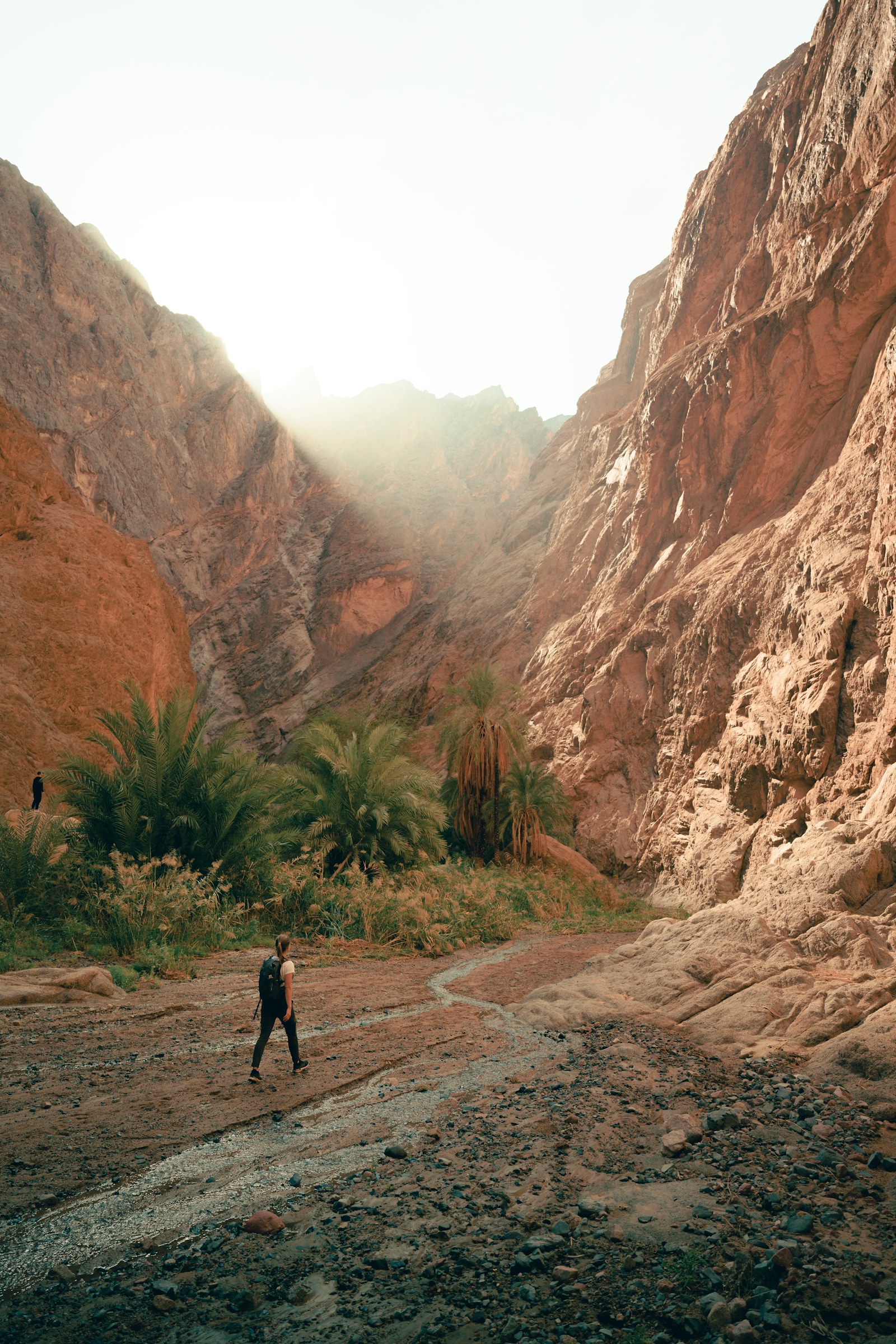 Palm-lined gorge in NEOM — regional landscape