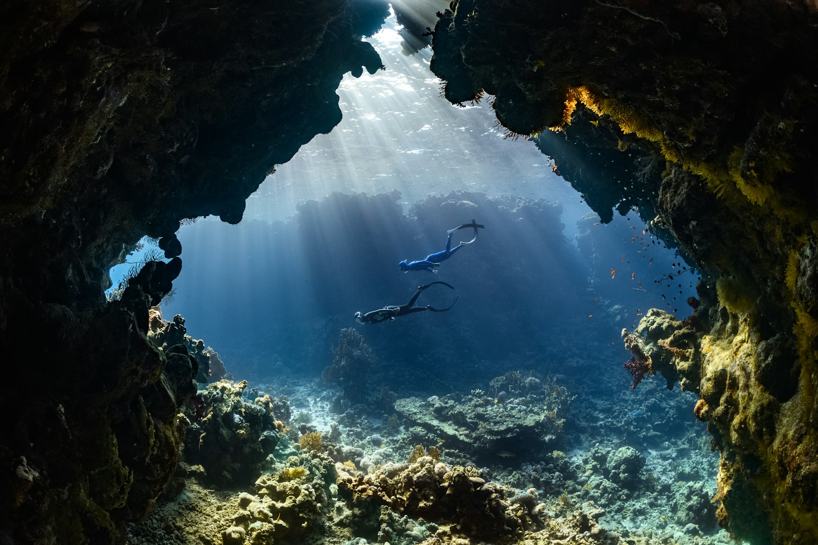 NEOM coral reefs — regional context